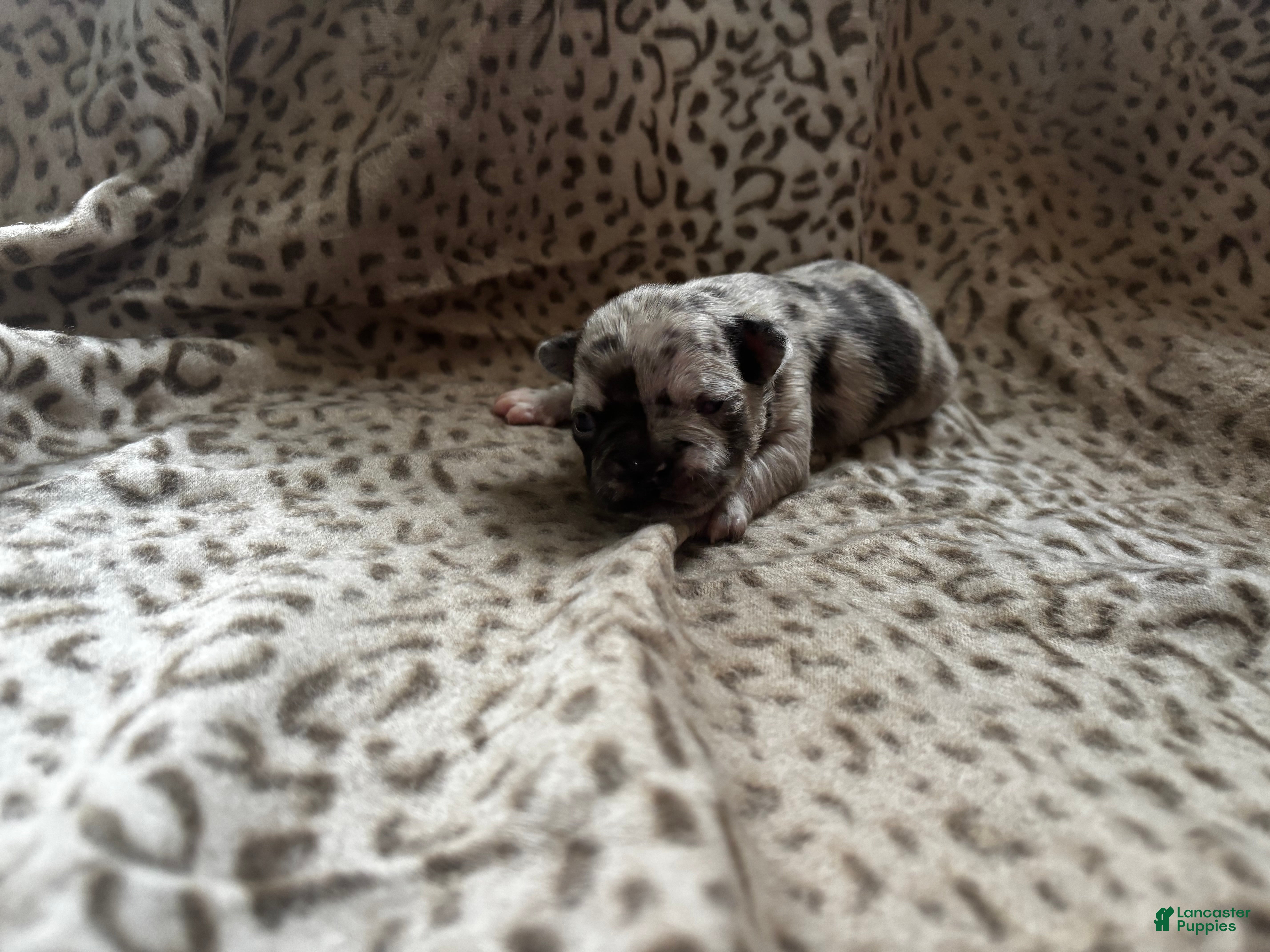 Mixed Breed dogs Merle - Ad 39
