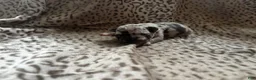 Mixed Breed dogs for sale: Luna - Ad 5