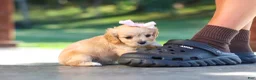 Cavapoo dogs for sale: Sky - Ad 5