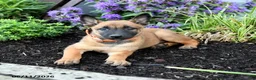 Belgian Malinois dogs for sale: Nova  - Ad 3
