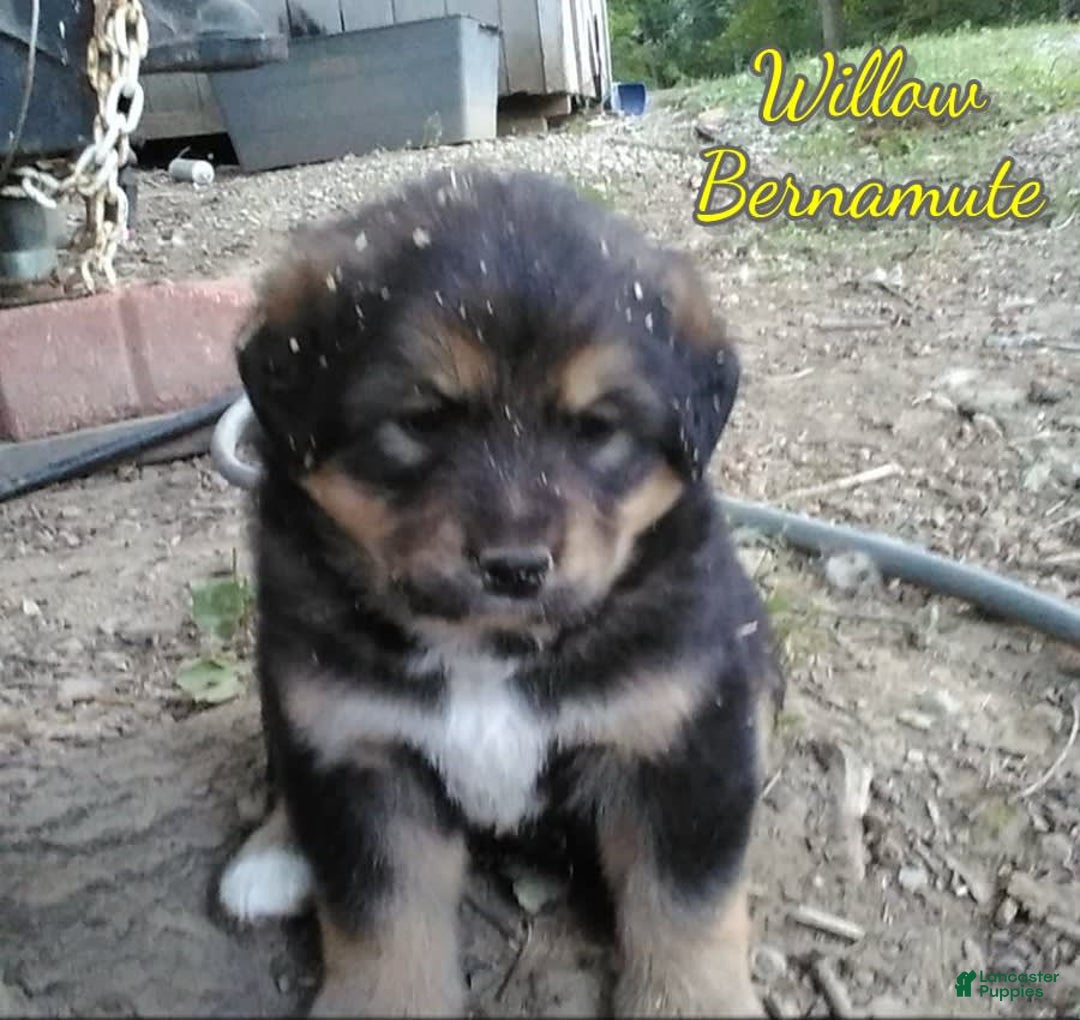 Bernese Mountain Dog dogs for sale: Willow - Ad 2