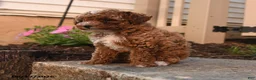 Toy Poodle dogs for sale: Francis - Ad 3