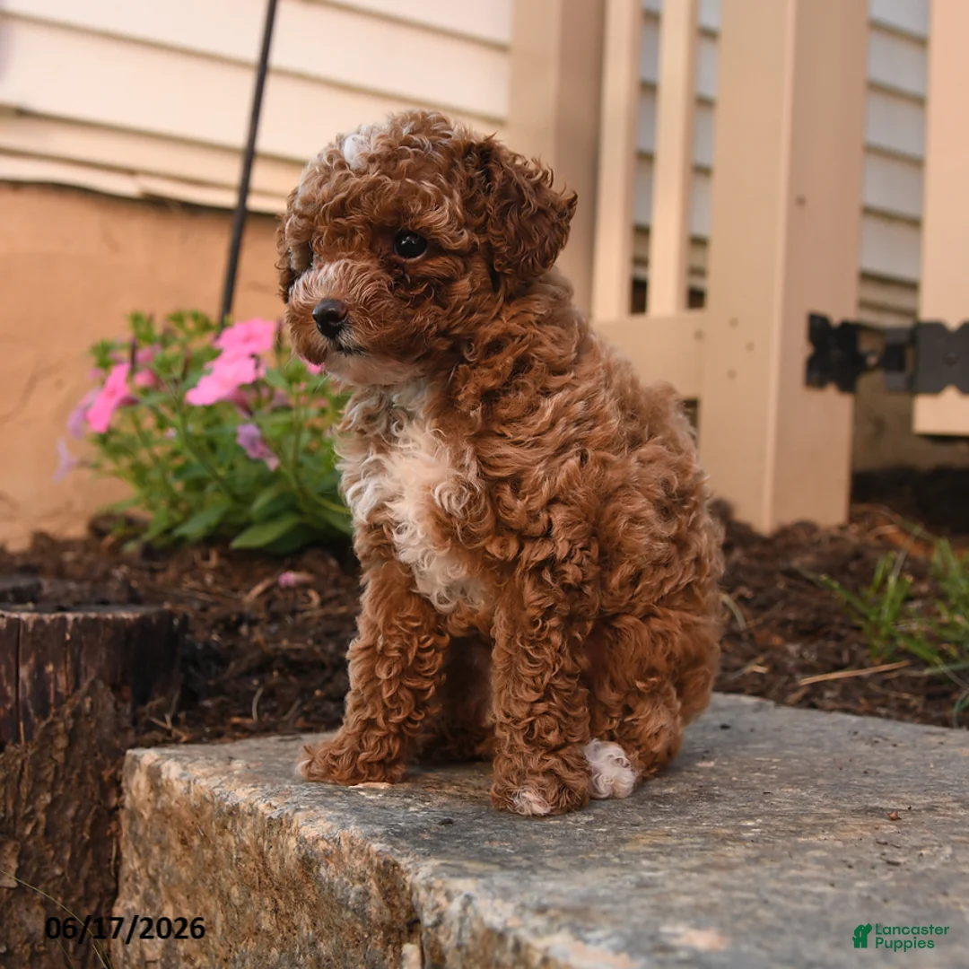 Toy Poodle dogs for sale: Francis - Ad 3