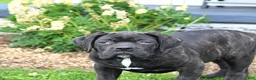 Cane Corso dogs for sale: Max  - Ad 3