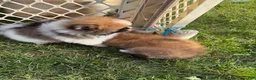 Pomeranian dogs for sale: Beethoven  - Ad 5
