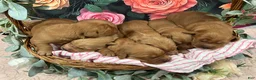 Golden Retriever dogs for sale: Buddy - Ad 2