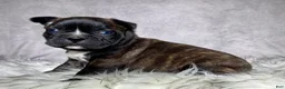 Mixed Breed dogs for sale: Mr Frankie  - Ad 5