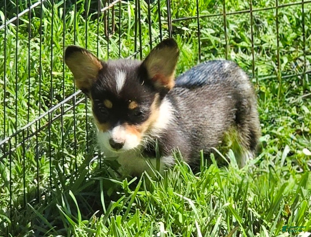 Welsh Corgi Pembroke dogs Brea  - Ad 2