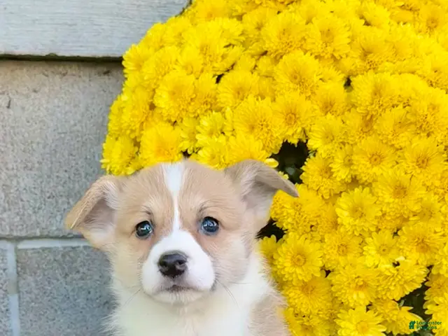 Welsh Corgi Pembroke dogs for sale: Sandra - Ad 1