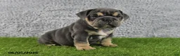English Bulldog dogs for sale: Majesty - Ad 5