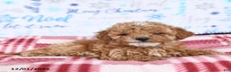 Miniature Poodle dogs for sale: Mac  - Ad 3