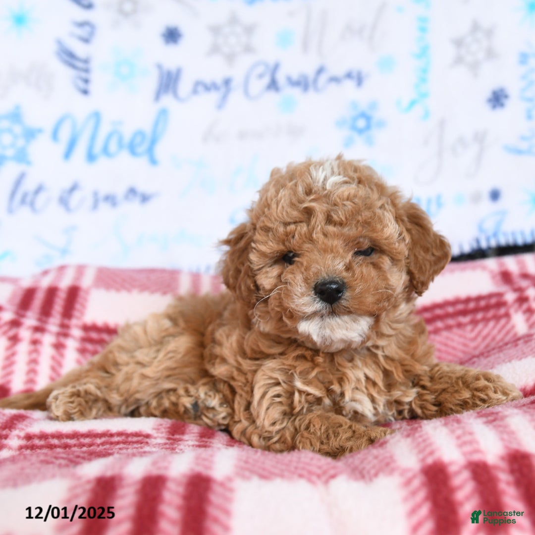 Miniature Poodle dogs for sale: Mac  - Ad 3