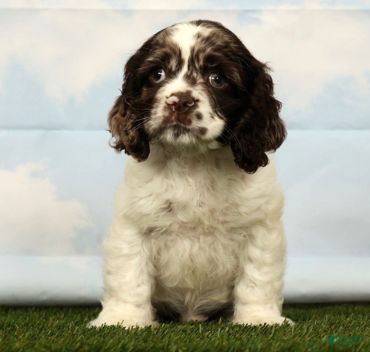 Cocker Spaniel dogs Hayden - Ad 1