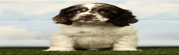 Cocker Spaniel dogs for sale: Hayden - Ad 1