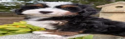 Mini Bernedoodle dogs for sale: 🩷IN BOSTON MASSACHUSETTS AREA🩷TRADITIONAL TRI COLOR🩷MINI BERNEDOODLE GIRL🩷 - Ad 6