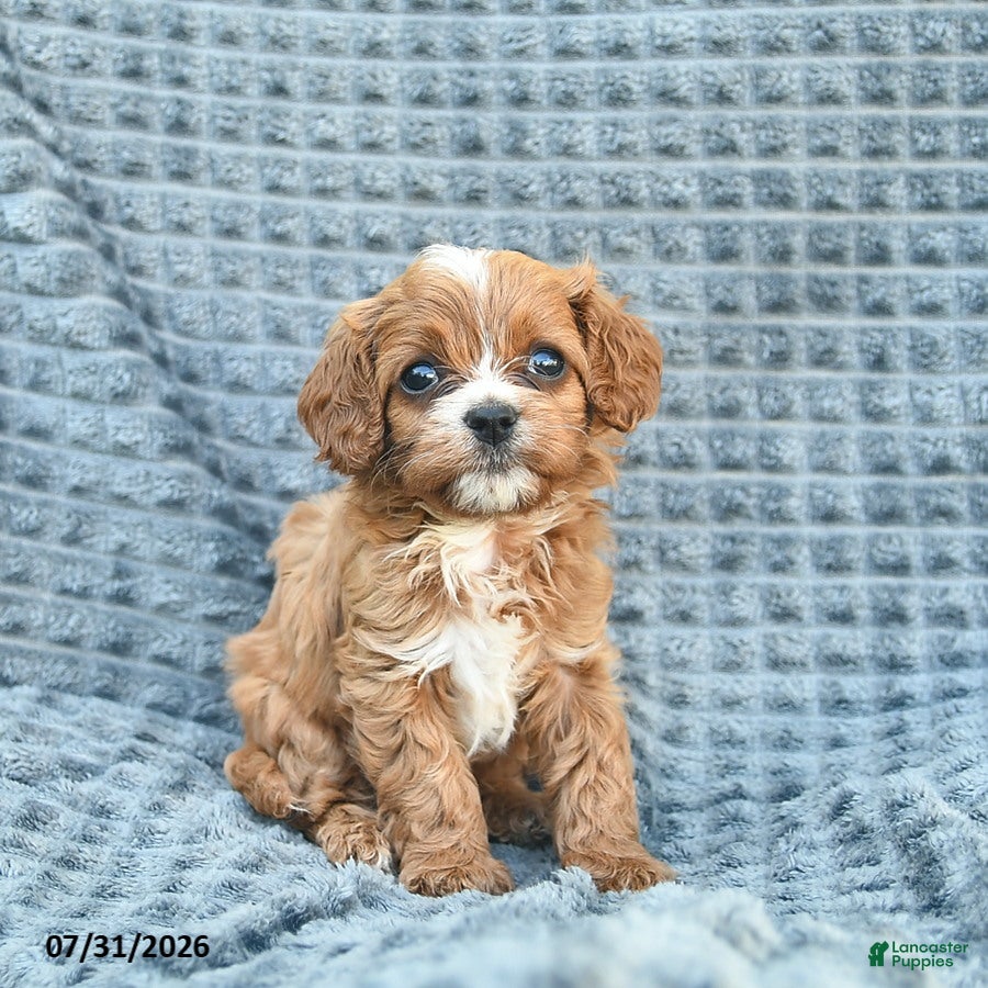 Cavapoo dogs Nutmeg  - Ad 1