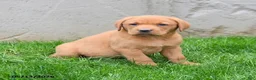 Labrador Retriever dogs for sale: Elvin - Ad 4