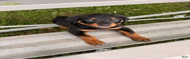 Rip