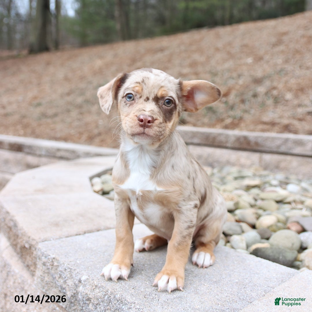 Mixed Breed dogs for sale: Maverick - Ad 1