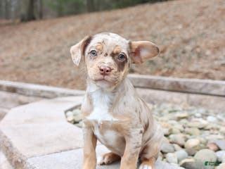 Mixed Breed dogs Maverick - Ad 31