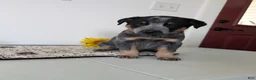 Australian Cattle Dog dogs for sale: Ranger  - Ad 5