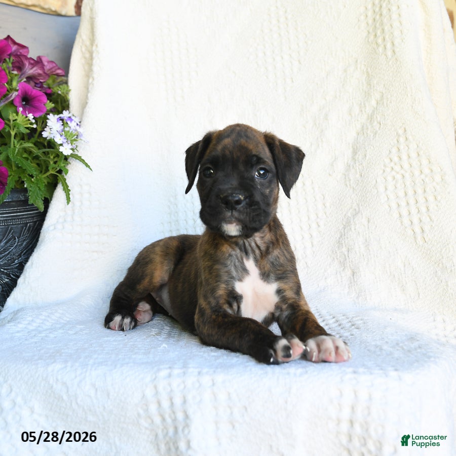 Boxer dogs Rasta - Ad 2