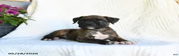 Boxer dogs for sale: Rasta - Ad 2
