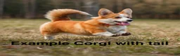 Welsh Corgi Pembroke dogs for sale: Charlie tailed baby - Ad 6