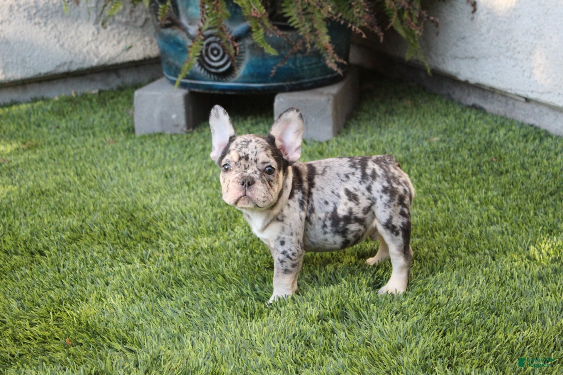 French Bulldog dogs French Bulldog Puppy 1 - Ad 1
