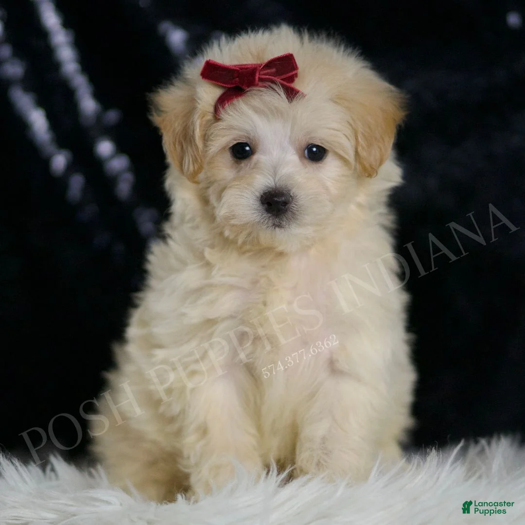 Maltipoo dogs for sale: Lapras - Ad 1