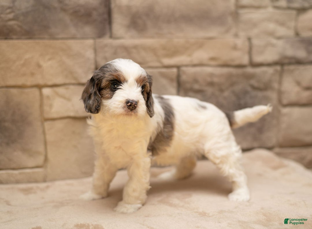 Cavapoo dogs for sale: Honey - Ad 12