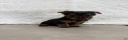 Yorkshire Terrier dogs for sale: Cassie - Ad 11