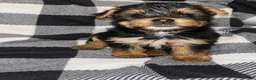 Yorkshire Terrier dogs for sale: Darla  - Ad 3
