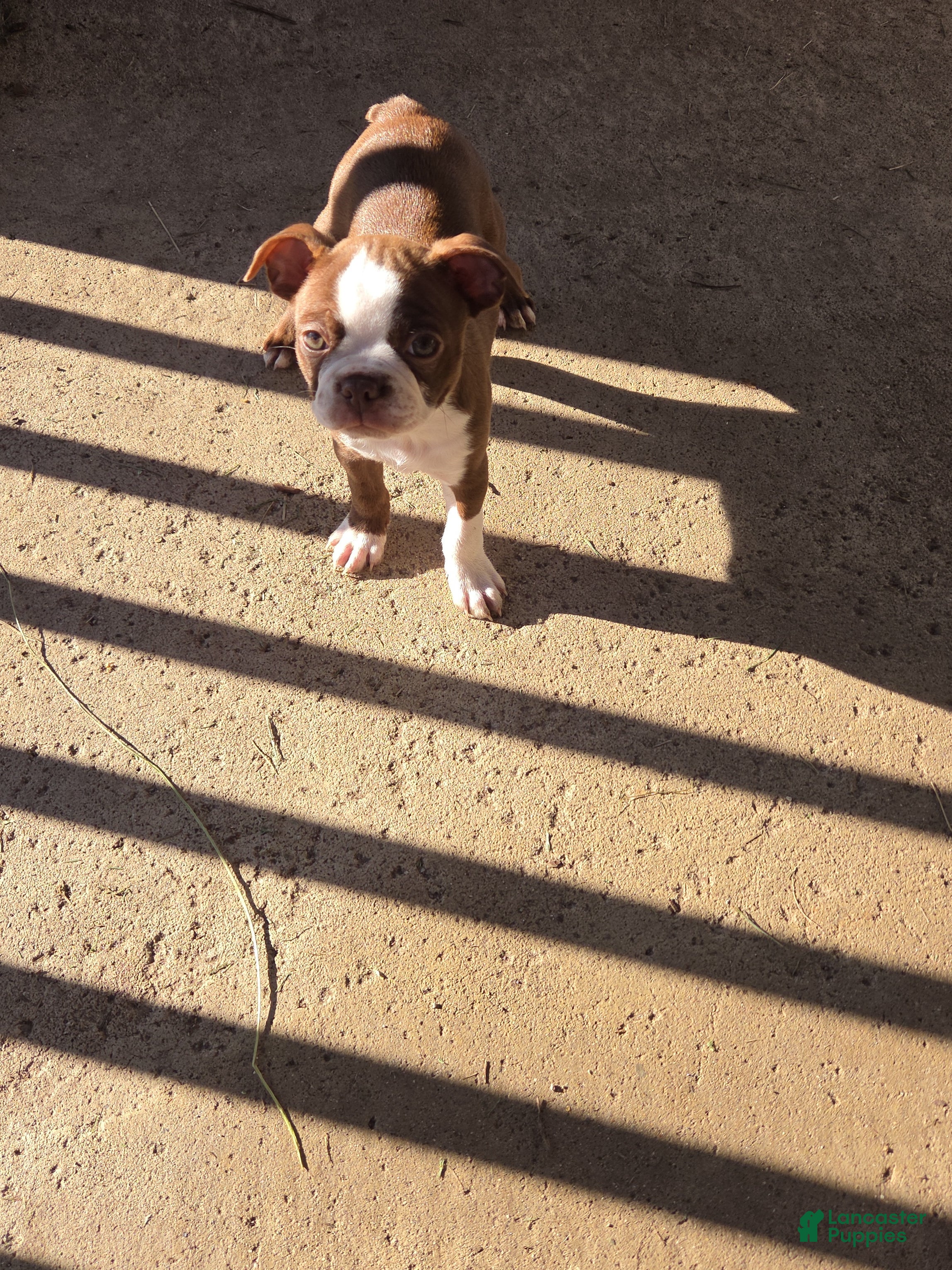 Mattie (Boston Terrier, Female) in Logansport, IN