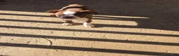 Boston Terrier dogs for sale: Mattie - Ad 1