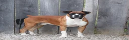 Boxer dogs for sale: Orlando - Ad 14