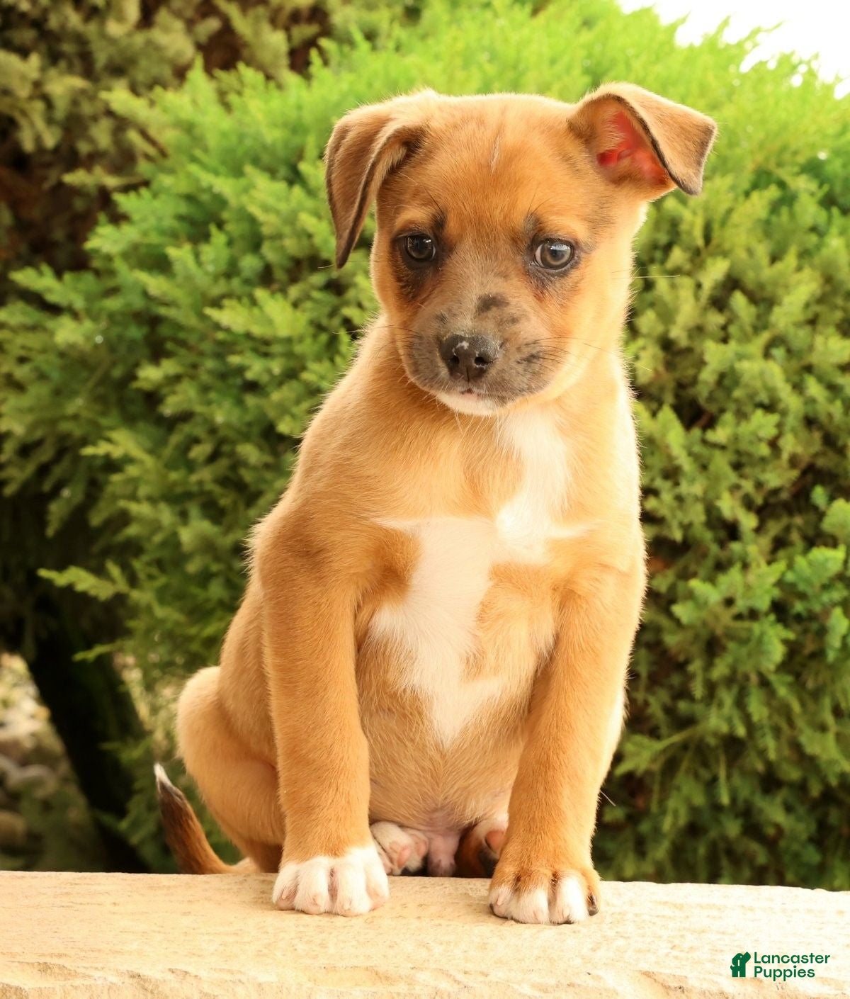 Miniature Australian Shepherd dogs Benji - Ad 2