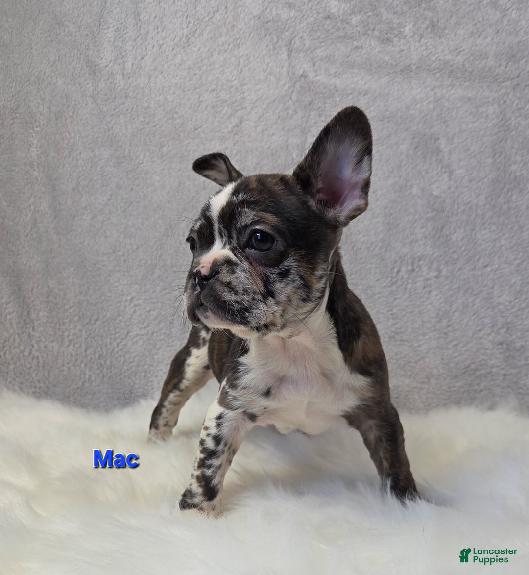 Mixed Breed dogs for sale: Mac - Ad 4
