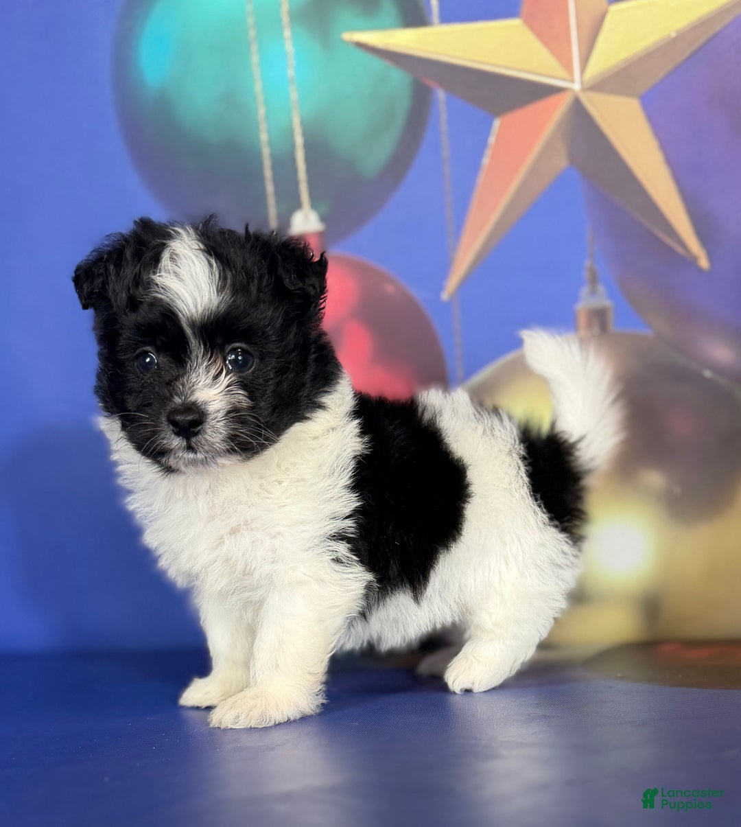 Pomapoo dogs for sale: Cooper - Ad 4