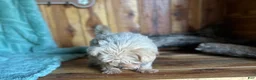 Maltipoo dogs for sale: Maltipoo Puppy 1 - Ad 4
