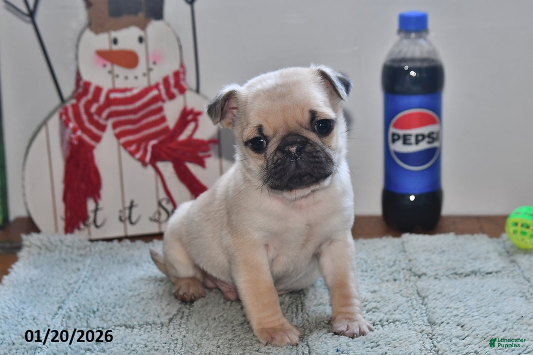 Pug dogs for sale: Billy - Ad 1