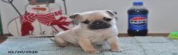 Pug dogs for sale: Billy - Ad 6