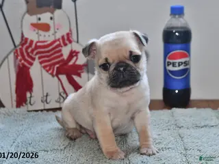 Pug dogs Billy - Ad 20