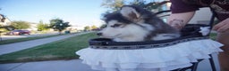 Alaskan Malamute dogs for sale: Xiao Hong - Ad 18