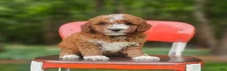 Mini Goldendoodle dogs for sale: Goldie - Ad 1