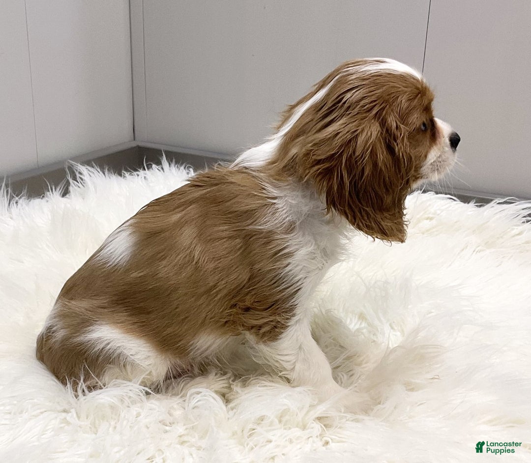 Cavalier King Charles Spaniel dogs for sale: Larry - Ad 3