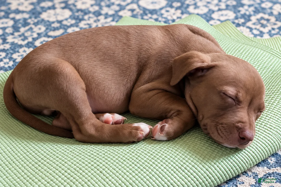 Mixed Breed dogs for sale: Meet Bruno! 🐾💙 - Ad 2