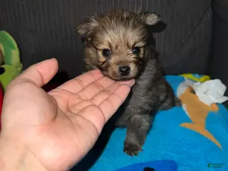 Pomeranian dogs Teacup - Ad 17