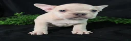 French Bulldog dogs for sale: Lenny - Ad 5