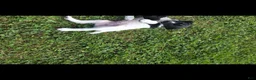 German Shorthaired Pointer dogs for sale: German Shorthaired Pointer ( pink collar ) - Ad 3